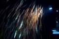   Night dive Magic Pier Buton South Sulawesi. colorful Rigid Shrimpfish were continually our lense while we attempted photograph elusive Mandarin Dragonet. Sulawesi Dragonet  